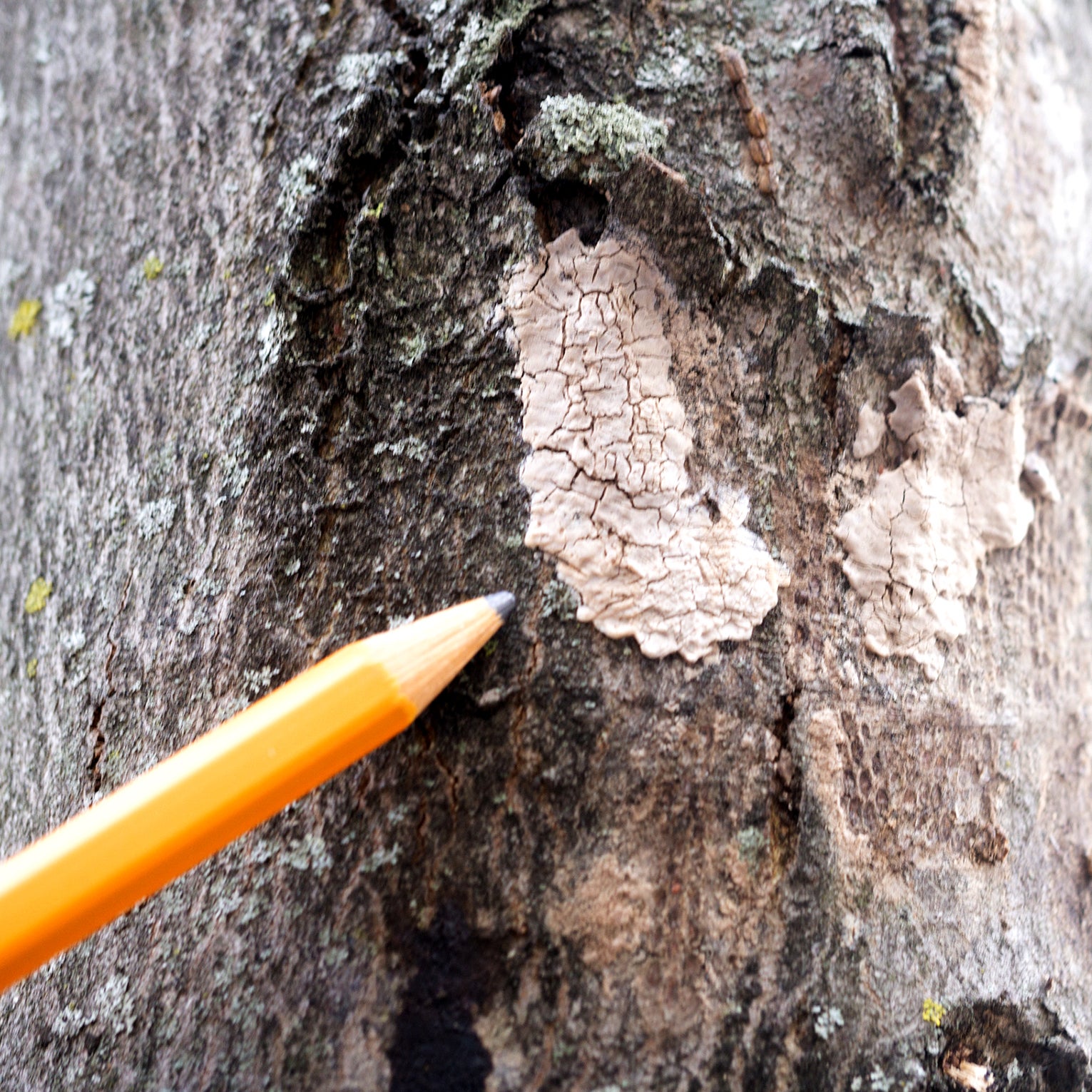 how-you-can-help-stop-invasive-spotted-lanternflies-scientific-american